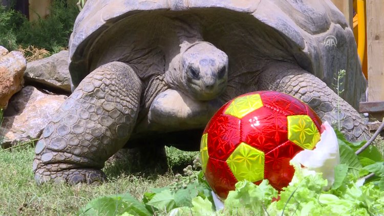 Kaplumbağa "Tuki" 99 yaşına girdi