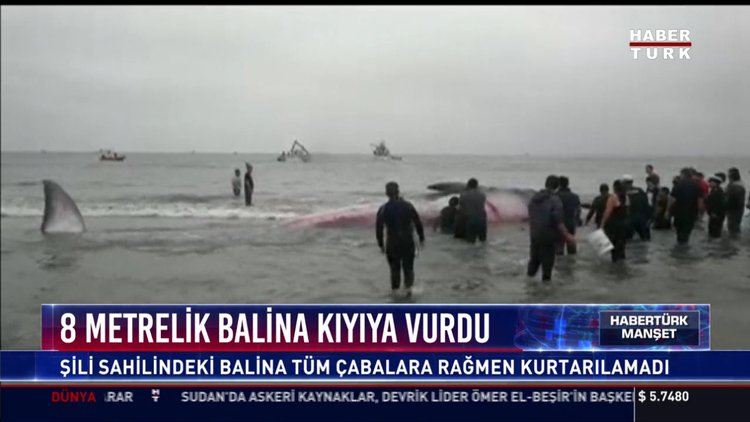 8 metrelik balina kıyıya vurdu: Şili sahilindeki balina tüm çabalara rağmen kurtarılamadı