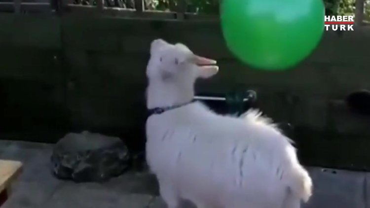 Kafa atmayı seven keçiler