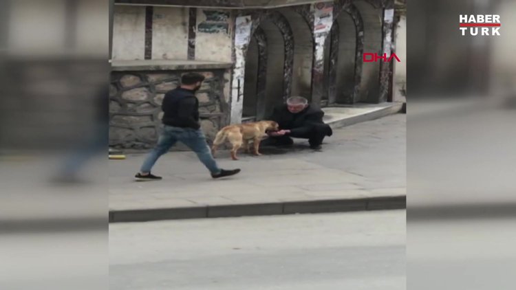 Taksici, susayan köpeğe elleriyle su içirdi
