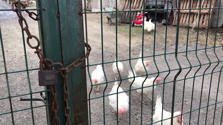 Keneden ölen kişinin annesi de hayatını kaybetti