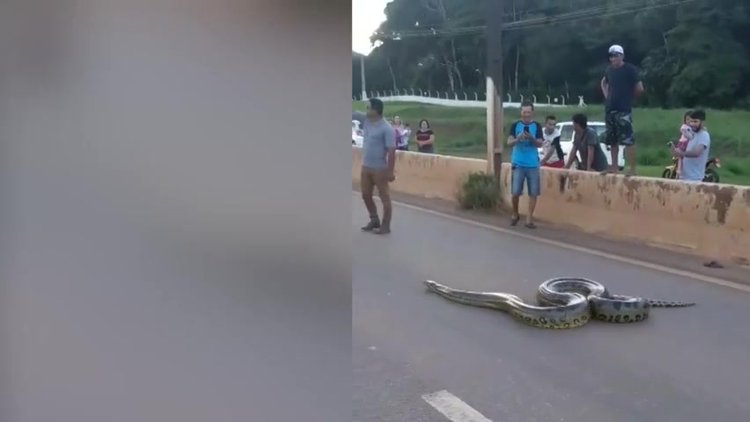 3 metrelik dev anakonda yılanı için seferber oldular!