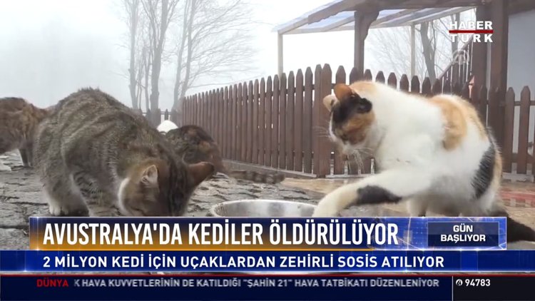 Avustralya'da kediler öldürülüyor: 2 milyon kedi için uçaklardan zehirli sosis atılıyor