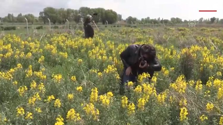 "Eber sarısı"nı koparmanın cezası 60 bin lira!