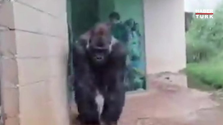 Kameralardan kaçmaya çalışıyorlar