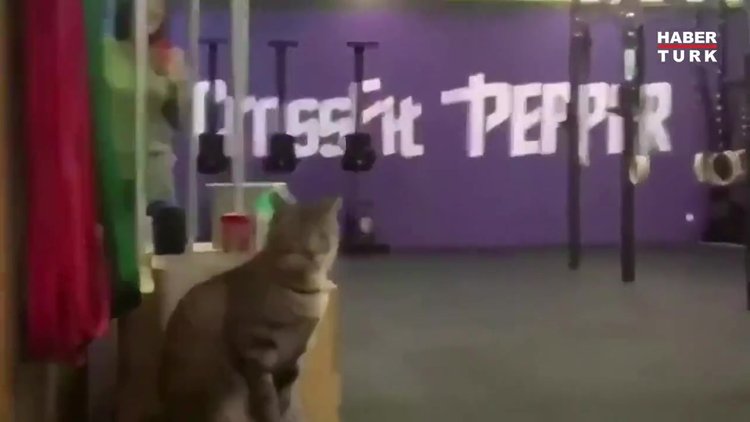 Takımını motive eden süper kedi