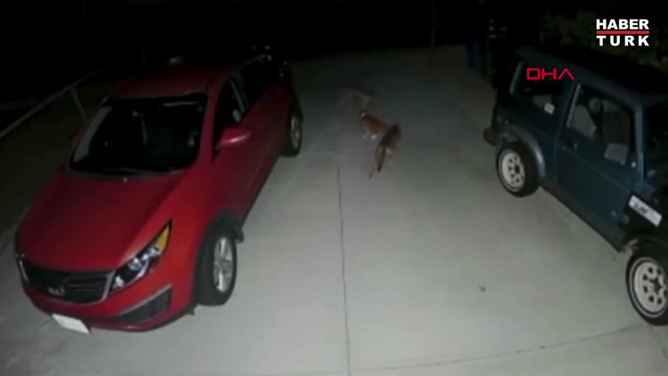 ABD'de bir kedi kendisine saldıran çakalları böyle kovaladı