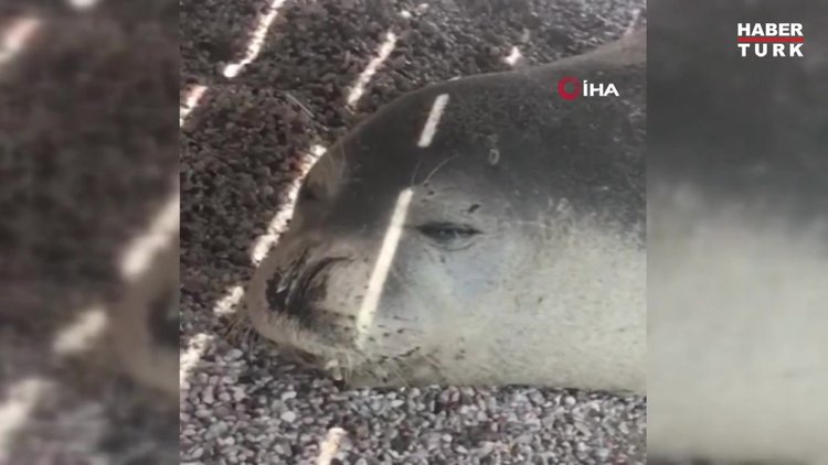 Nadir görülen beyaz fok balığı, Bodrum koylarını mesken tuttu