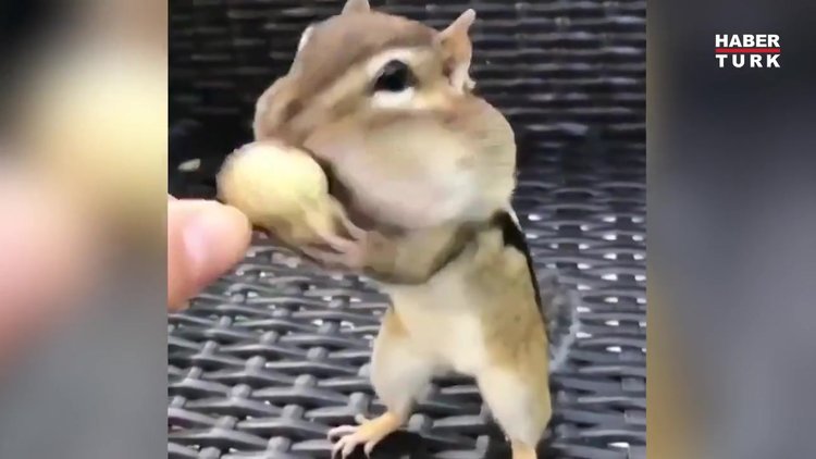 Sincaplar saklama işinde iyiler