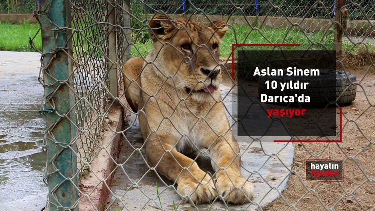 Hayatın İçinden - Hayvan bakıcıları