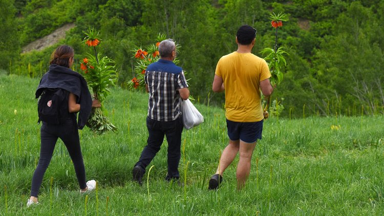 60 bin TL cezası olan laleleri koparıp götürdüler