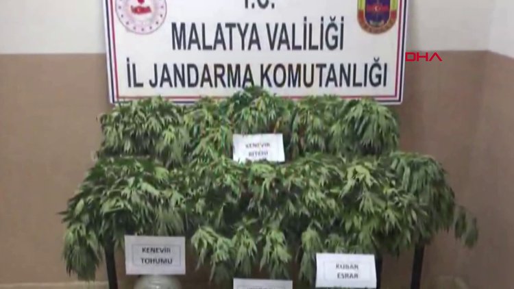 Malatya'da 4 bin 687 kök kenevir ele geçirildi.