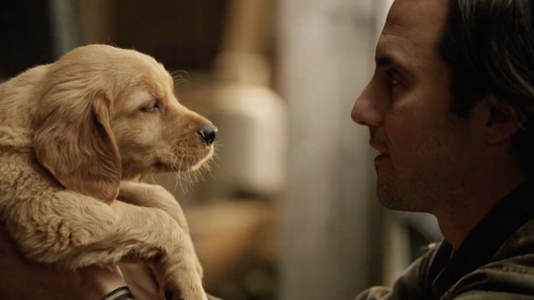 Enzo: Yağmurda Yarış Sanatı Fragman (Türkçe Altyazılı)