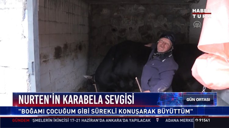 Boğasına koçluk yaptı