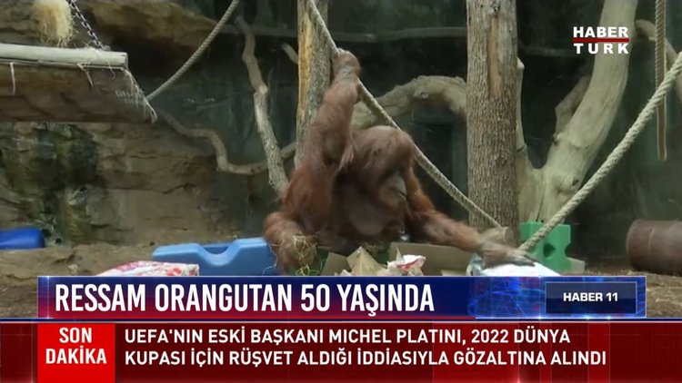 Ressam orangutan 50 yaşında