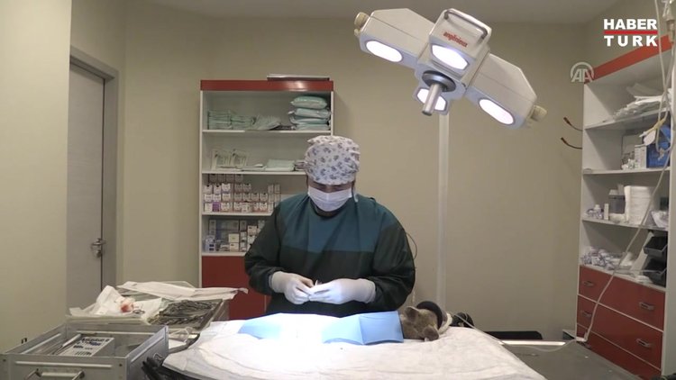 Yaralı bulunan tilkiye ameliyat