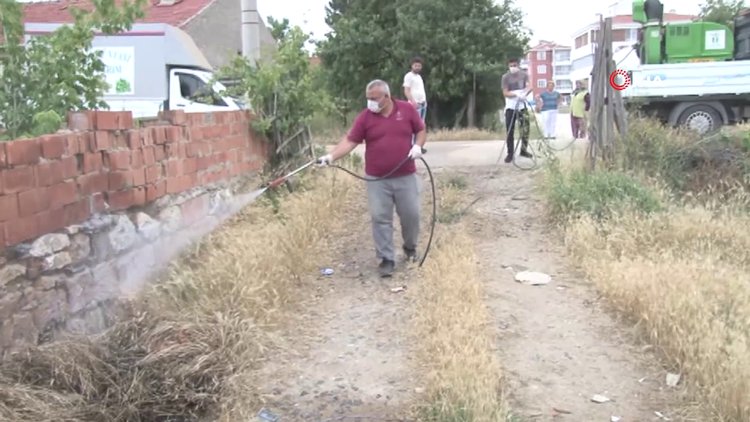 Mahalleyi istila ettiler! İlaç fayda etmiyor, evler terk ediliyor!