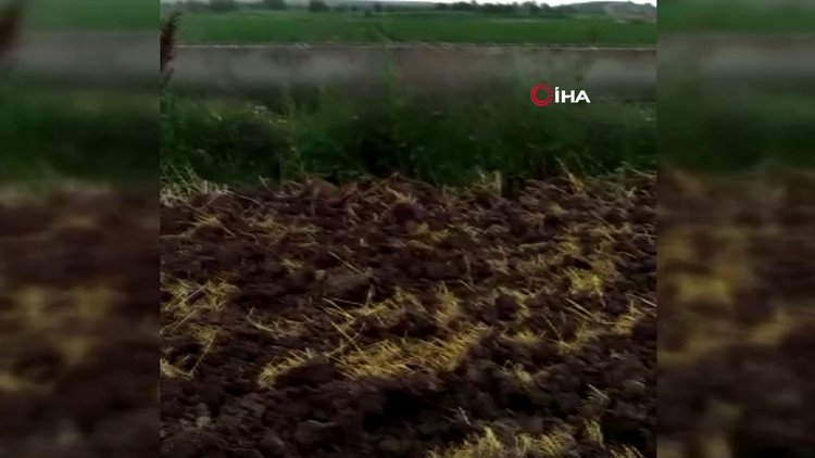 Tilkinin fare avı kamerada