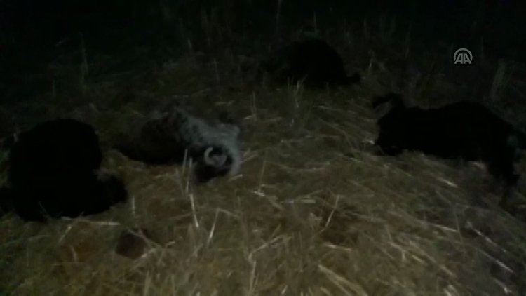 Adıyaman'da 70 keçi telef oldu