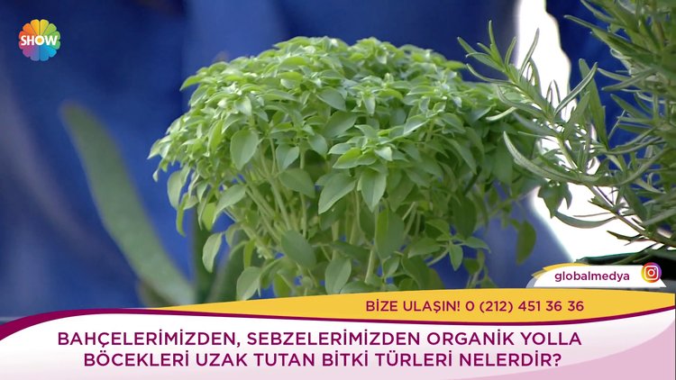 Bahçelerimizden böcekleri uzak tutan bitki türleri nelerdir?