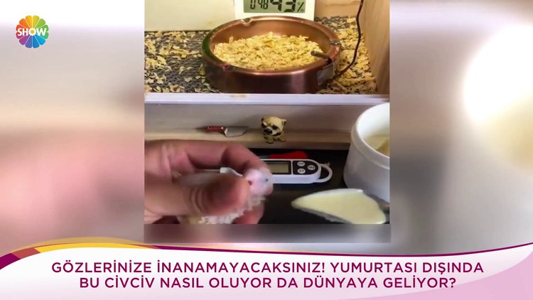 Yumurta dışında büyüyen civciv