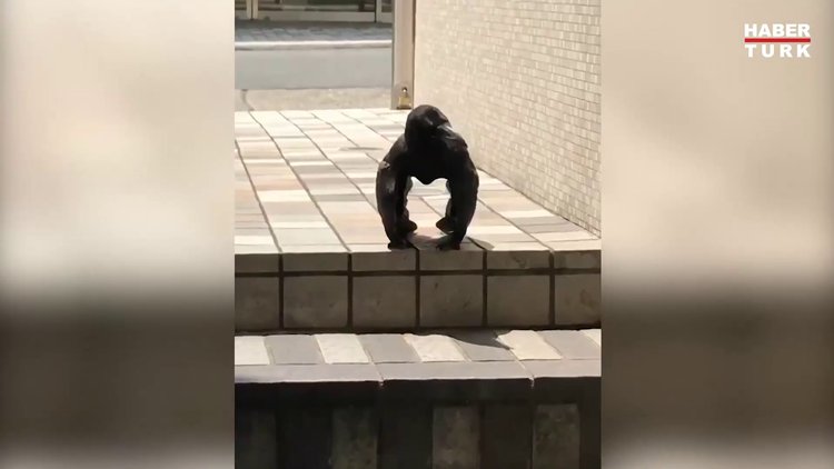 Gorili taklit eden karga internette fenomen oldu