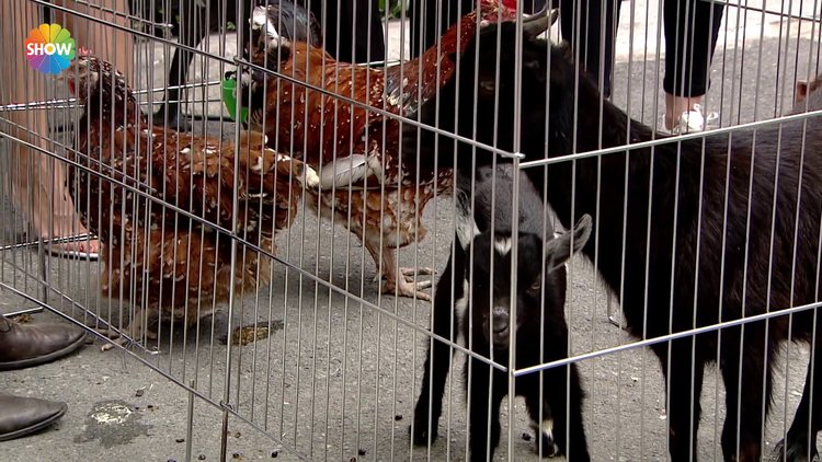 Çiftlik hayvanlarına nasıl bakılmalı?