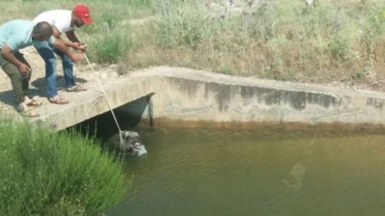 Denizli'de su kanalına düşen domuzu vatandaşlar kurtardı