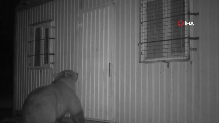 Balın kokusunu alan ayı kapıyı açmak için böyle uğraştı