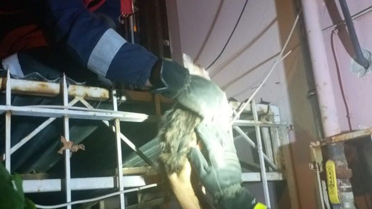 Boğazı demire saplanan kediyi itfaiye kurtardı