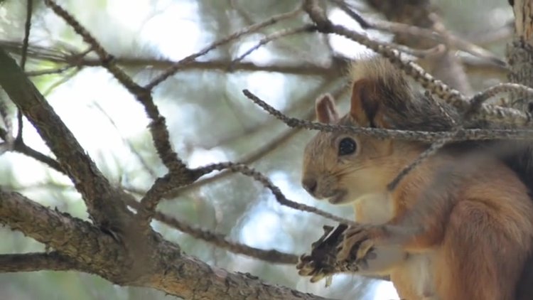 Kayısı yiyen sincaplar renkli görüntüler oluşturdu