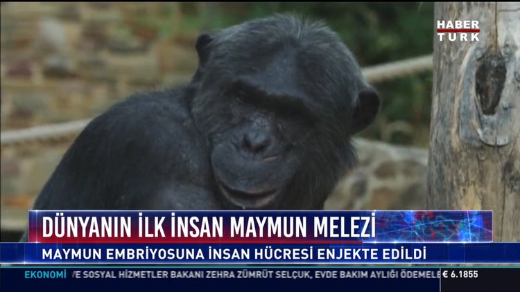 Dünyanın ilk insan-maymun melezini elde ettiğini iddia etti.
