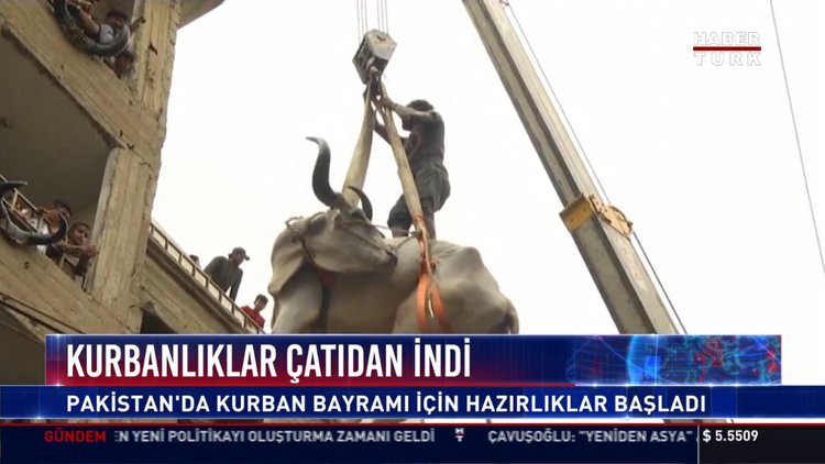 Çatıda besledikleri kurbanlıkarı vinçle indirdiler