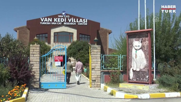 van in nazli kedisi 10 yavru dogurdu ht video