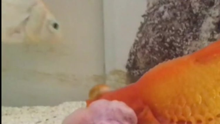 Başında tümör bulunan Japon Balığı ameliyat edildi