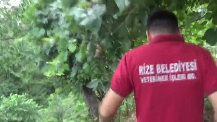 Rize'de kaçan kurbanlıklar ortalığı birbirine kattı
