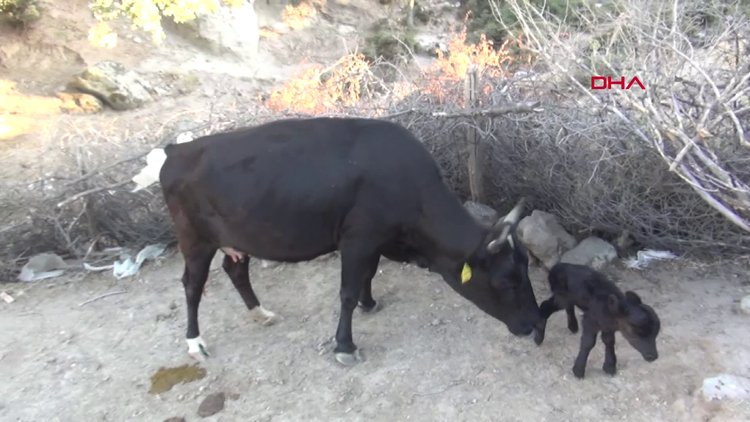 Cüce buzağı şaşırttı