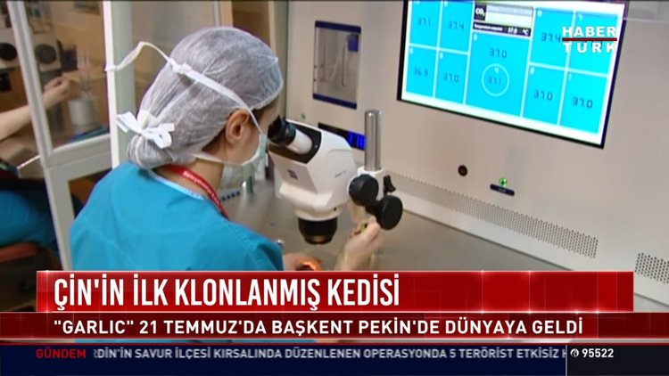 Çin'in ilk klonlanmış kedisi