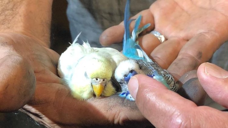 Dumandan etkilenen muhabbet kuşlarına suni teneffüs