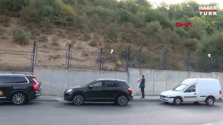 Sarıyer'de domuzlar caddeye indi