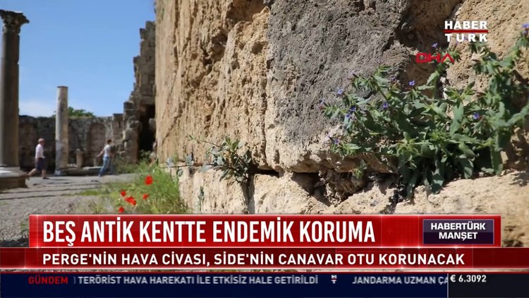 Beş antik kentte endemik koruma