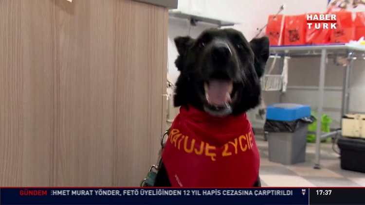 Köpeği için 14 günlük rapor aldı