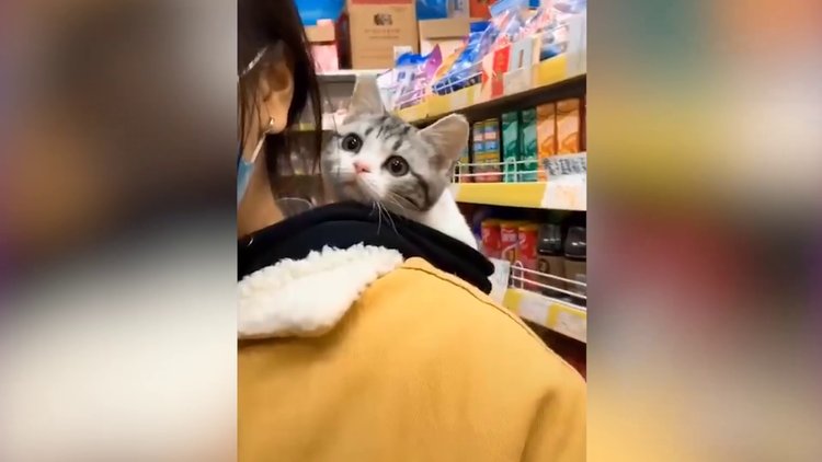 Sahibiyle alışverişe çıkan tatlı kedi