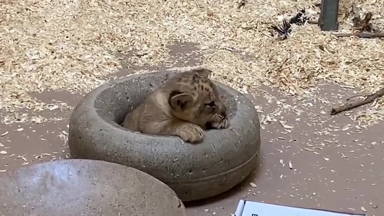 Aslanın yavrusuyla ilk karşılaşma anı interneti salladı!