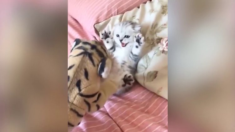 Oyuncak kaplandan korkan bebek kedi