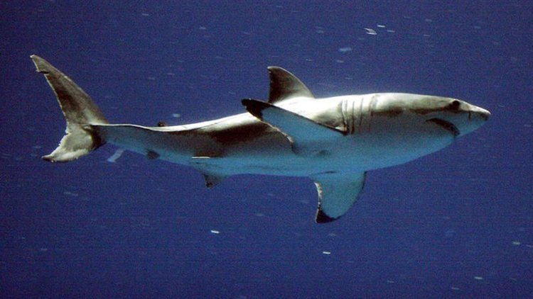 Köpek balığı saldırısından böyle kurtuldu