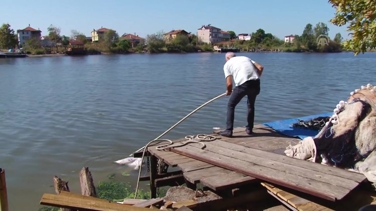 Denizden tavuk ölüsü topladılar