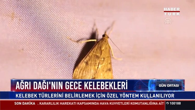 Ağrı Dağı'nın gece kelebekleri