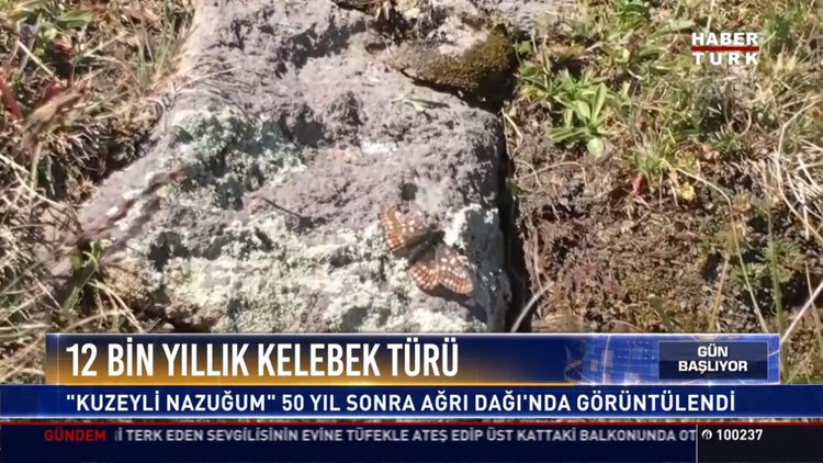 12 bin yıllık kelebek türü
