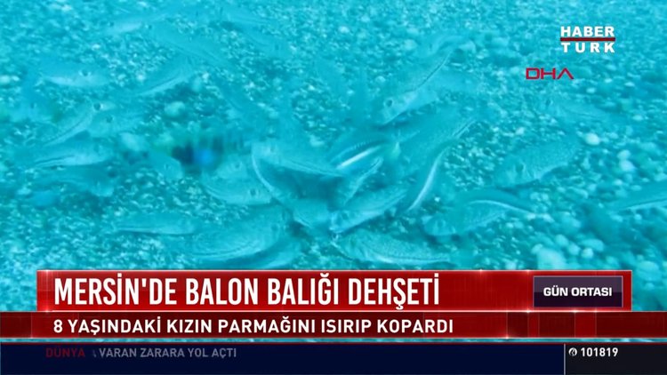 Mersin'de balon balığı dehşeti